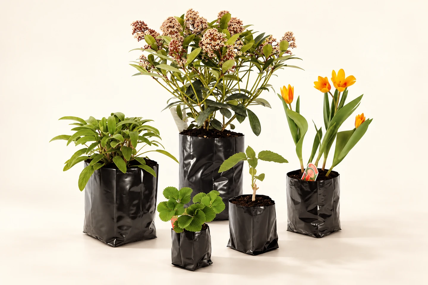 Plants growing in flexible black nursery bags of different sizes